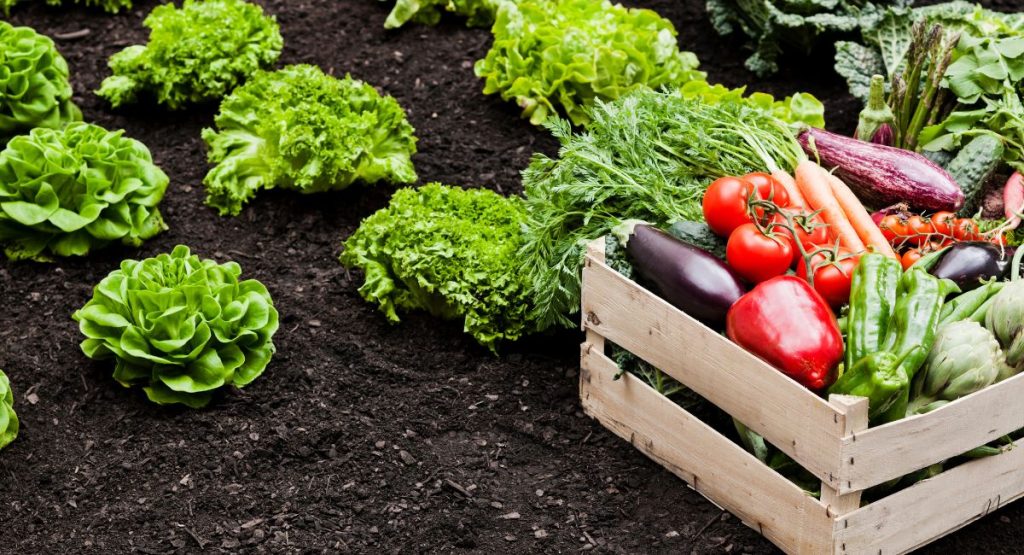 beneficios frutas y verduras de temporada